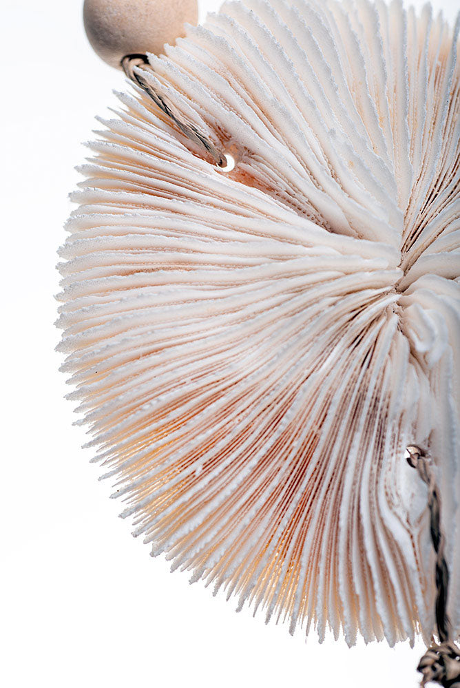 Wall decoration | REEF
